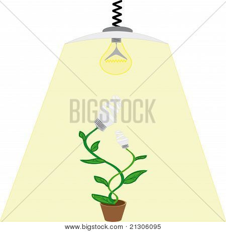 Lampadina di ecologia evoluzione