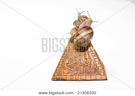 snigel