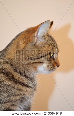 A small kitten is resting in the house - a pet