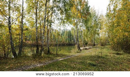 A sunny autumn day by the lake. Yellow birch on the shore. The path and the grass are strewn with fallen leaves. Forest Lake. Sunny weather.