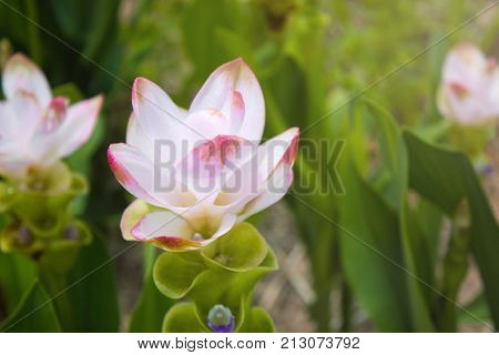 Curcuma Zanthorrhiza (Siam Tulip Curcuma Alismatifolia) Flower In The Nature With Soft Light.