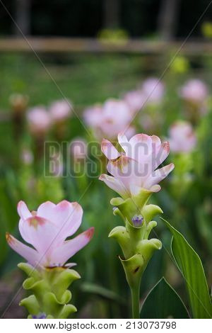 Curcuma Zanthorrhiza (Siam Tulip Curcuma Alismatifolia) Flower In The Nature With Soft Light.