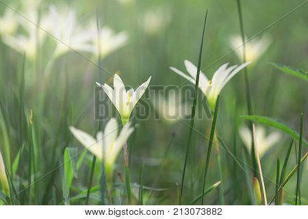 Beautiful Rain Lily Flower Zephyranthes Lily Fairy Lily Little Witches. (Zephyranthas sp.)