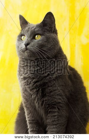 The chartreux cat. Beautiful blue cat with yellow eyes.