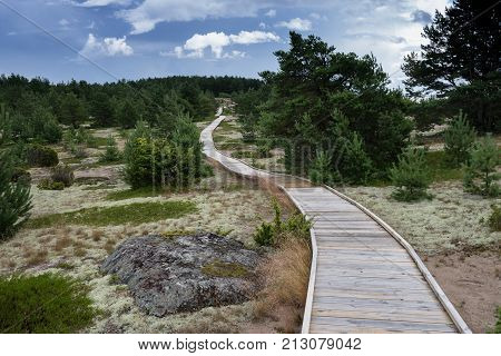 Boardwalk sandstorm sand juniper lichens natural environment on Mohni small island in Estonia Europe.