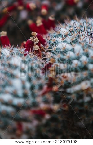 Close Up On Cactus With Red Flowers, Top View