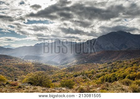 Sun Rays Beasming Onto Autumn Woodland In Valley In Corsica