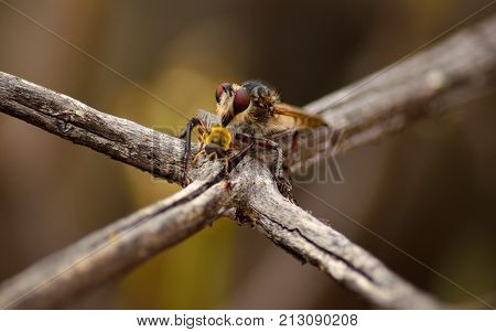 Robber fly hunting a small bee with its powerful stinger