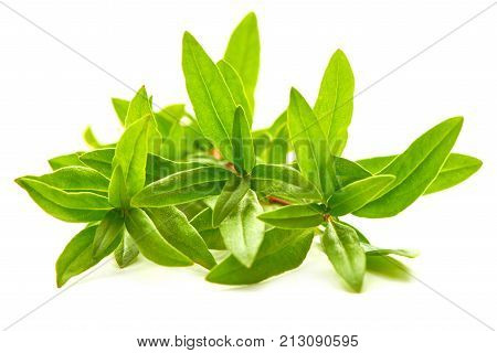 Sprig Of Thyme, Isolated On White Background