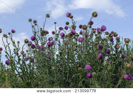 The Flower Head Thistle Milk Thistle In Full Splendor. Medicinal Plant In The Natural Environment.