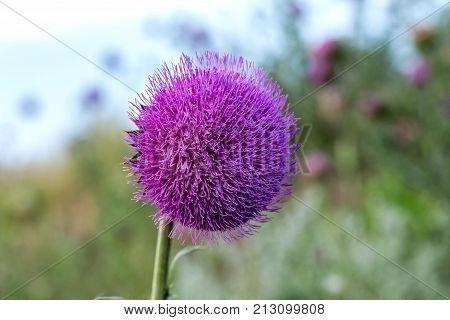The Flower Head Thistle Milk Thistle In Full Splendor. Medicinal Plant In The Natural Environment.
