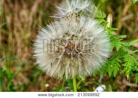 Beautiful Flowers Of A Dandelion Seeds Flying Let The Wind