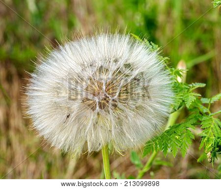 Beautiful Flowers Of A Dandelion Seeds Flying Let The Wind