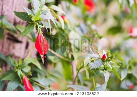Red Abutilon Bell Shaped Tropical Flower Growing In Laos On A Riverbank. Close-up.