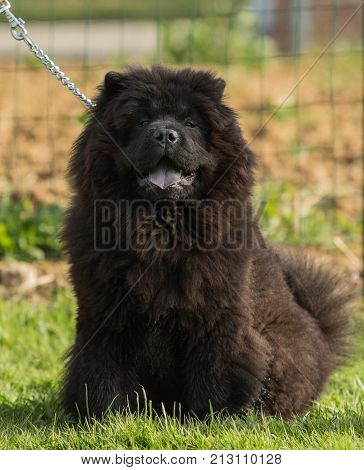 outdoor portrait of a chow chow domestic dog at work in belgium