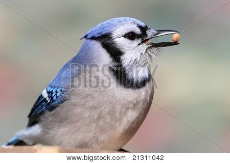 Blue Jay med en Peanut