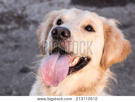 retriever golden dog animal portrait pet canine adult outodoor domestic friend doggy