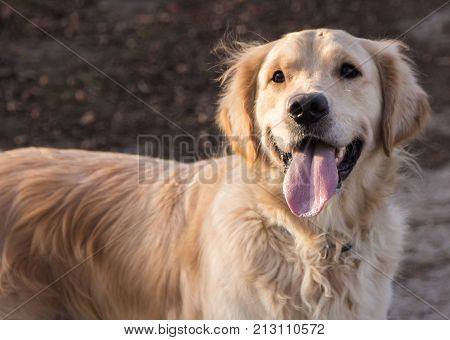 retriever golden dog animal portrait pet canine adult outodoor domestic friend doggy