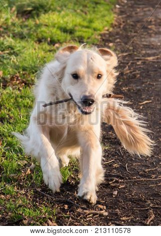 retriever golden dog animal portrait pet canine adult outodoor domestic friend doggy