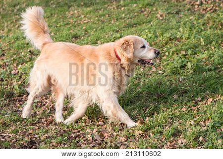retriever golden dog animal portrait pet canine adult outodoor domestic friend doggy