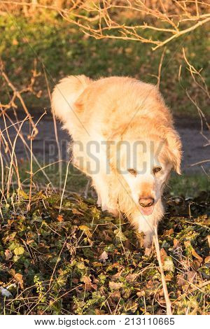 retriever golden dog animal portrait pet canine adult outodoor domestic friend doggy