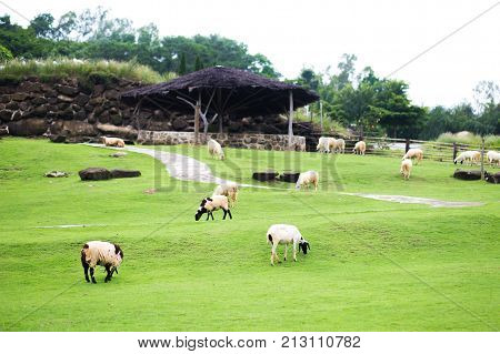 Beautiful view of some sheep grazing landscape nature