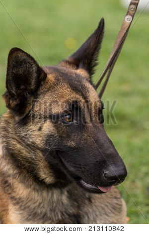 Belgian Malinois shepherd dog outdoor portrait of belgium