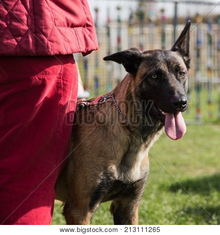 Belgian Malinois shepherd dog outdoor portrait of belgium