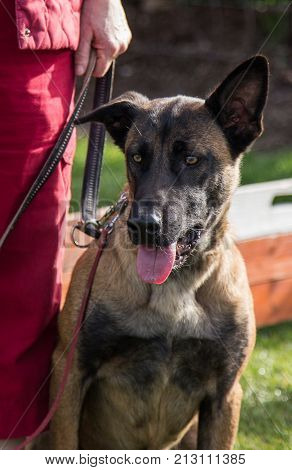 Belgian Malinois shepherd dog outdoor portrait of belgium