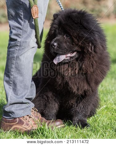 chow chow  dog portrait outdoors in Belgium