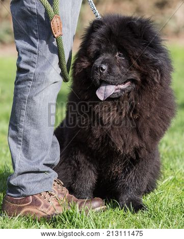 chow chow  dog portrait outdoors in Belgium