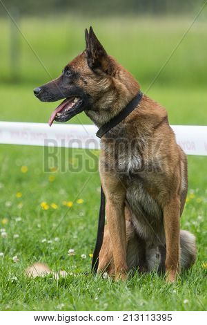 Belgian Malinois shepherd dog outdoor portrait of belgium
