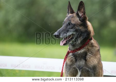 Belgian Malinois shepherd dog outdoor portrait of belgium