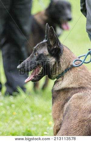 Belgian Malinois shepherd dog outdoor portrait of belgium
