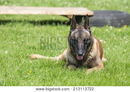 Belgian Malinois shepherd dog outdoor portrait of belgium