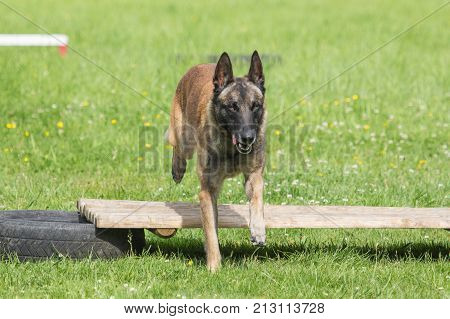 Belgian Malinois shepherd dog outdoor portrait of belgium