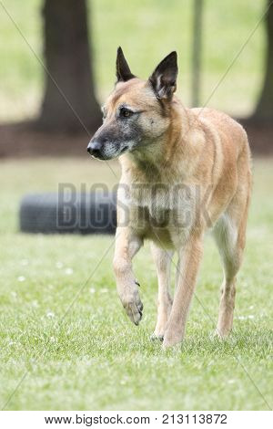 Belgian Malinois shepherd dog outdoor portrait of belgium