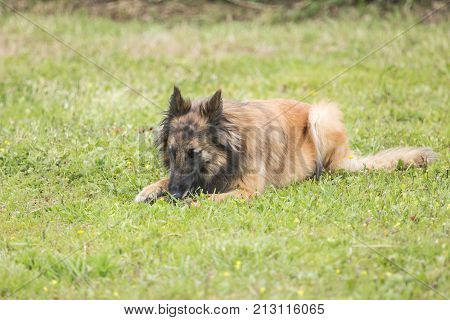 belgian shepherd domestic dog portrait tervuren belgium