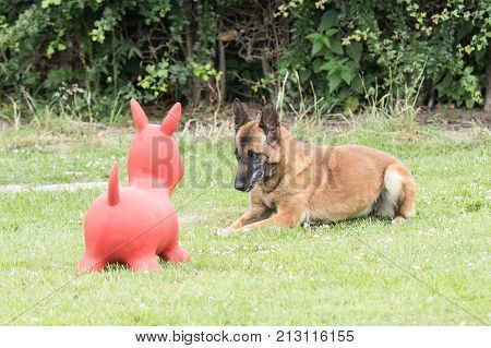Belgian Malinois shepherd dog outdoor portrait of belgium