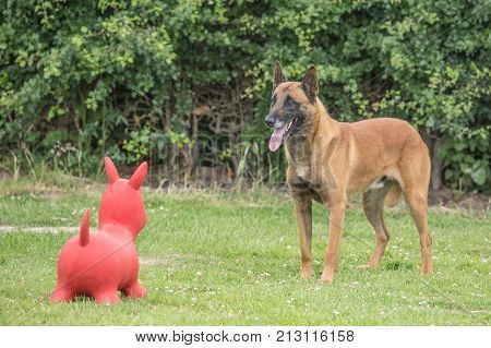 Belgian Malinois shepherd dog outdoor portrait of belgium
