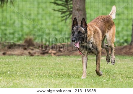 Belgian Malinois shepherd dog outdoor portrait of belgium
