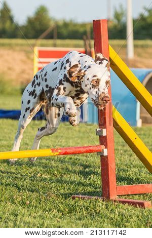 outdoor portrait of a dalmatien agility dog at work in belgium