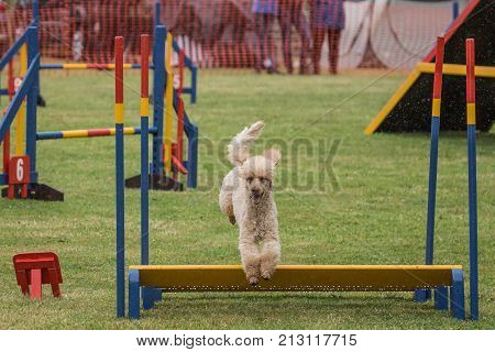 outdoor portrait of a caniche domestic dog at work in belgium