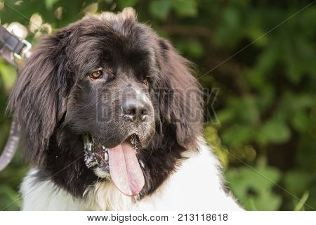 outdoor portrait of a Newfoundland (terre neuve) domestic dog at work in Belgium