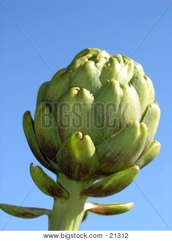 Artyčok