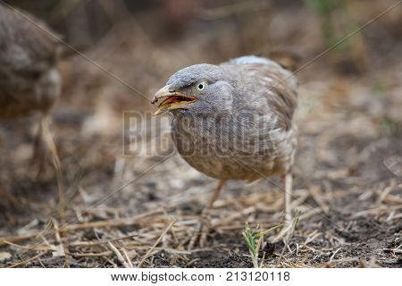 Jungle Babbler (turdoides Striata) Sitting On The Ground In Keoladeo Ghana National Park,  Bharatpur