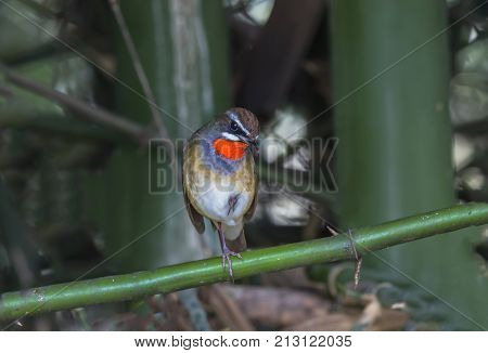 Beautiful of Siberian Rubythroat Bird, in nature of Thailand