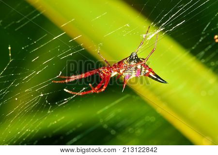 Female Arrowshaped Micrathena Spider (Micrathena sagittata) on its web in central Florida