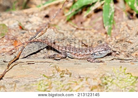 Fence Lizards (Sceloporus undulatus) are common in southern Illinois