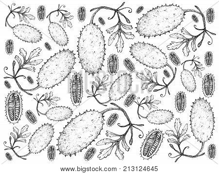 Vegetable Illustration Background Pattern of Hand Drawn Sketch West Indian Gherkin Friuts Isolated on White Background.